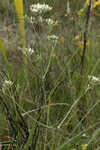 Largeleaf rose gentian